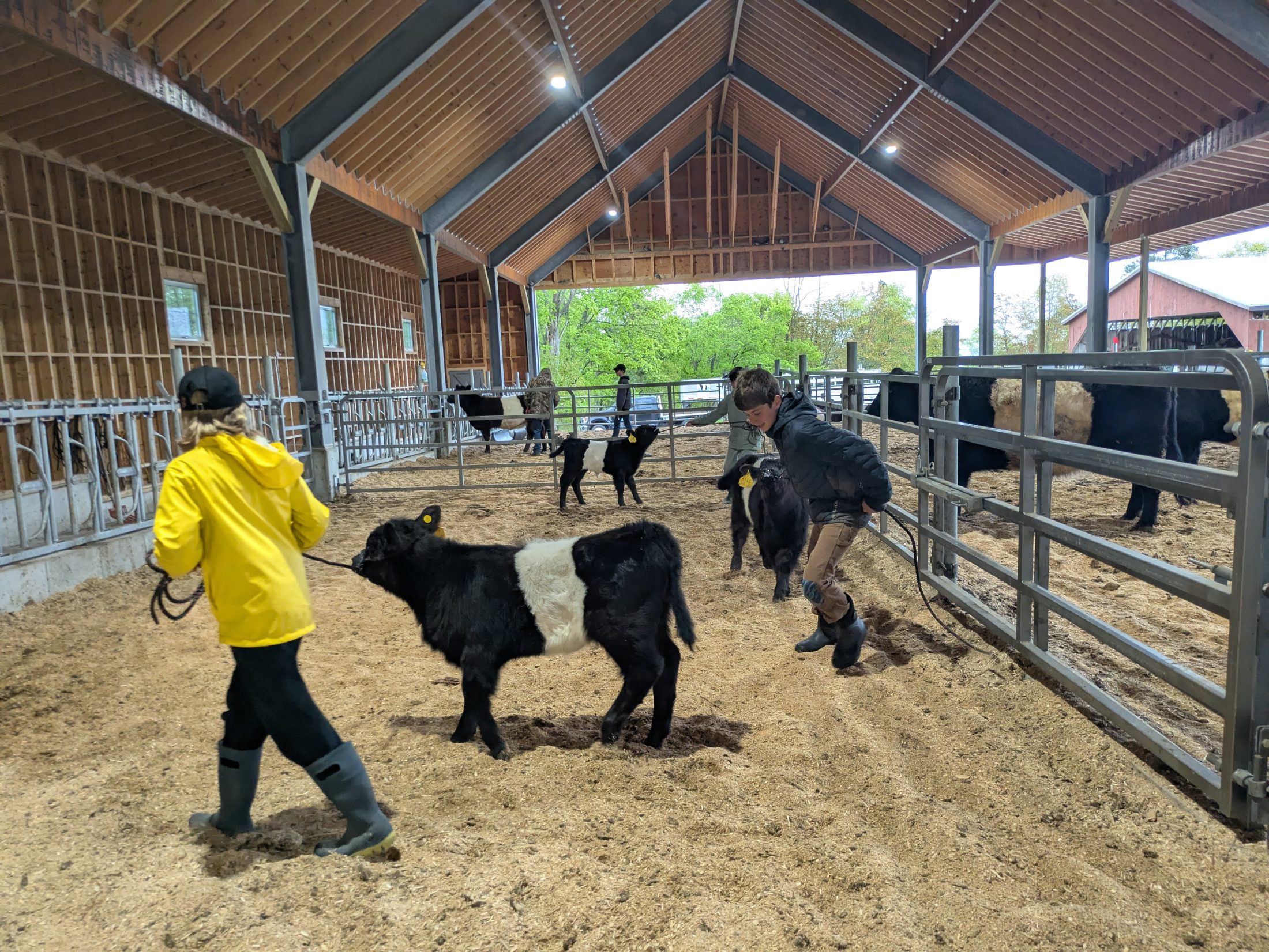 Farm Hands participants leading Belted Galloway calves.