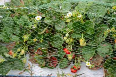 Strawberry plants