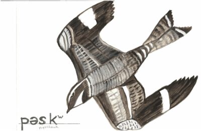 Peskʷ- bes g w (nighthawk) ~ Watercolor painting by Carol Dana